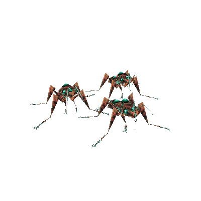 Army Ant