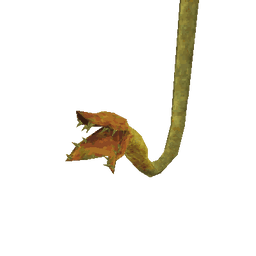 Plant Dragon Tail
